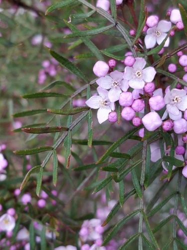 Boronia thujona Penfold & M.B.Welch