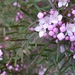 Bronzy Boronia - Photo (c) Will Cornwell, some rights reserved (CC BY), uploaded by Will Cornwell