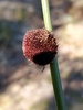 Roundhead Bristle-Sedge - Photo (c) Will Cornwell, some rights reserved (CC BY), uploaded by Will Cornwell