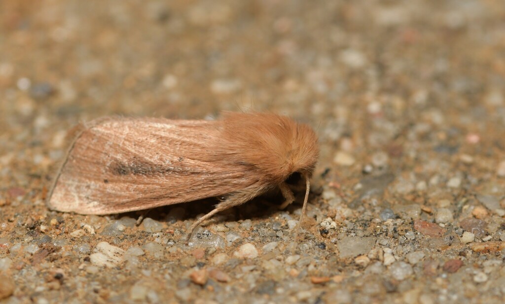 Maize Wainscot