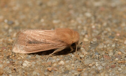 Maize Wainscot