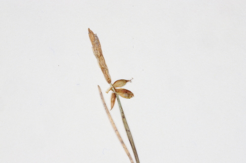 Image of Carex alascana by no rights reserved