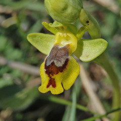 Ophrys sicula