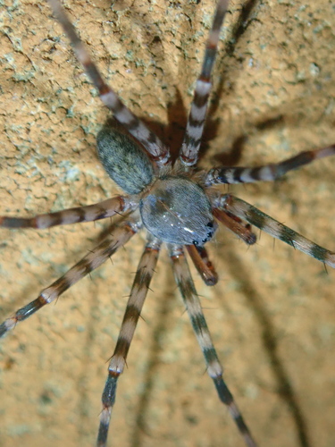 Troglotrechalea carvalhoi