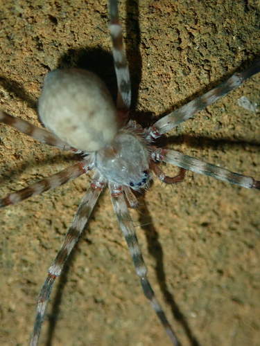 Troglotrechalea carvalhoi