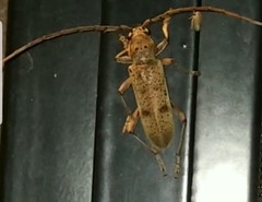 Brothylus gemmulatus