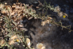 Erigeron petrophilus
