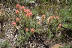 Castilleja applegatei breweri
