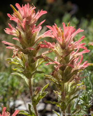 Castilleja applegatei breweri