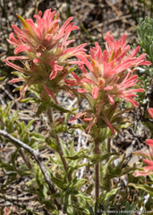 Castilleja applegatei breweri