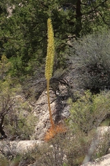 Agave utahensis kaibabensis