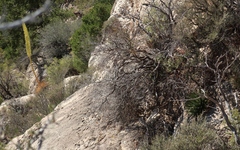 Agave utahensis kaibabensis