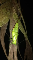 Copiphora brevirostris