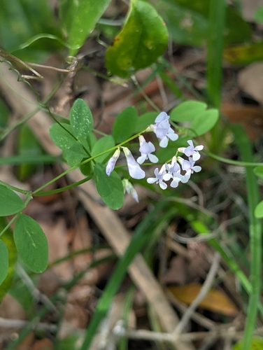 Image of Vicia floridana by (c) Robert Guralnick, some rights reserved (CC BY)