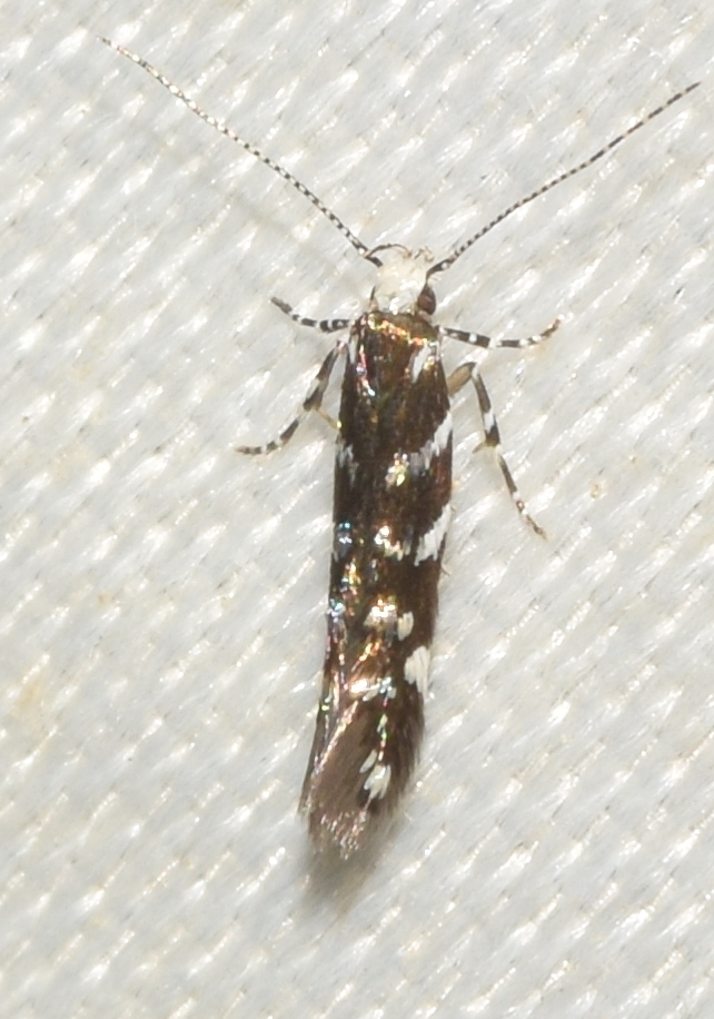 Eteobalea beata