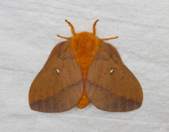 Anisota fuscosa