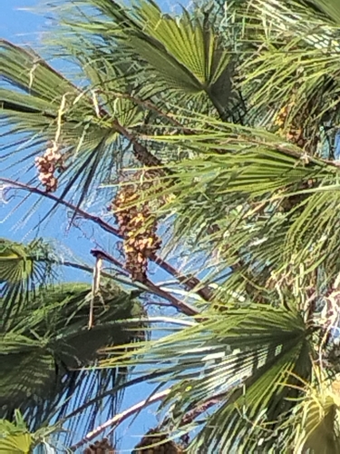 Image of Brahea brandegeei by no rights reserved