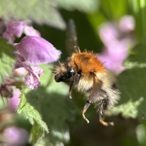 Ackerhummel
