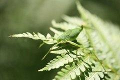 Shirakisotima japonica