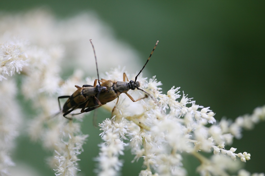 Etorofus vicarius