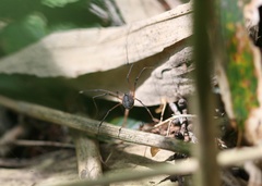Gagrellula ferruginea