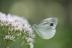 Pieris nesis
