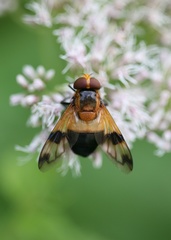 Volucella tabanoides
