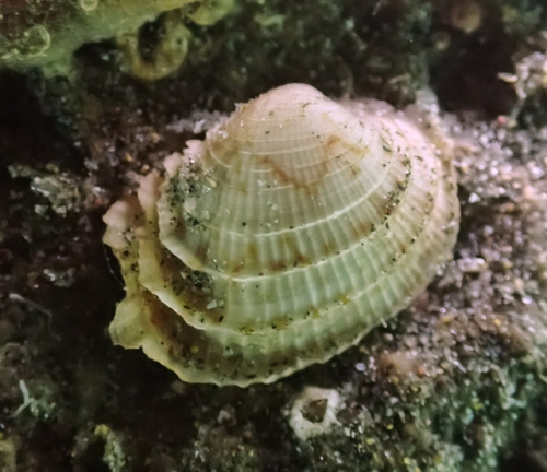 Paphonotia elliptica
