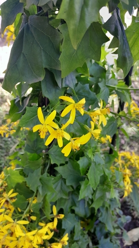 Foto de Cipó-de-são-joão