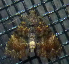 Metalectra richardsi