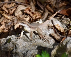 Leiocephalus macropus