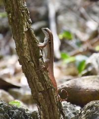 Leiocephalus macropus