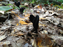 Geoglossum nigritum