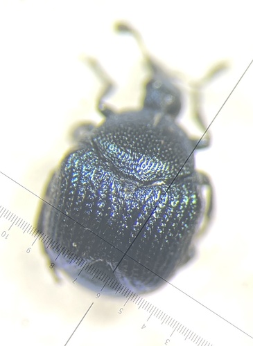 Thief Weevil photo 5