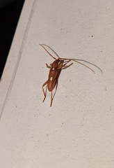 Eburia quadrigeminata