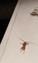 Eburia quadrigeminata