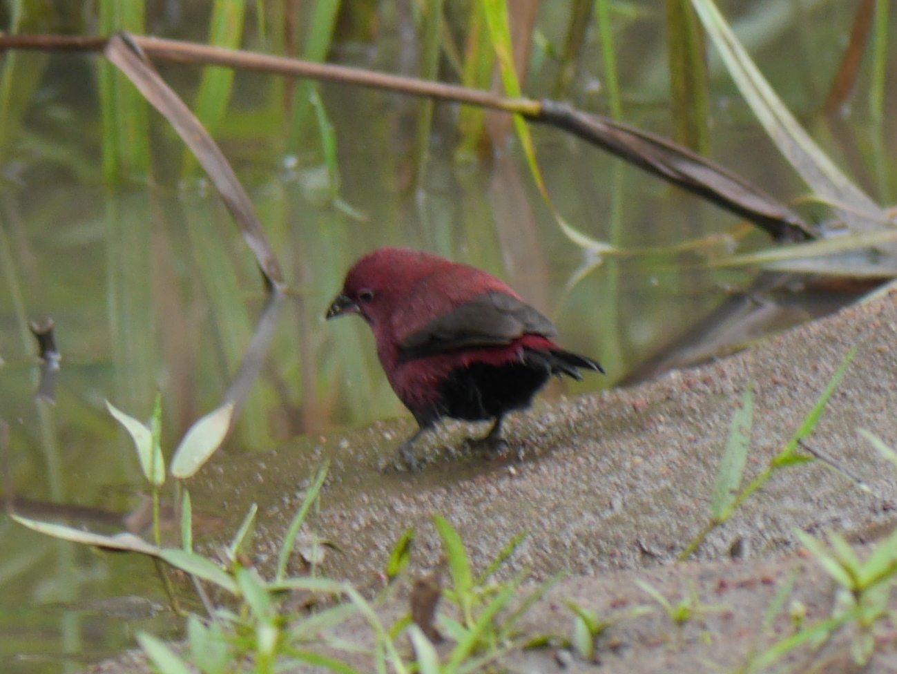 Black-bellied Firefinch (Lagonosticta rara), photo 2