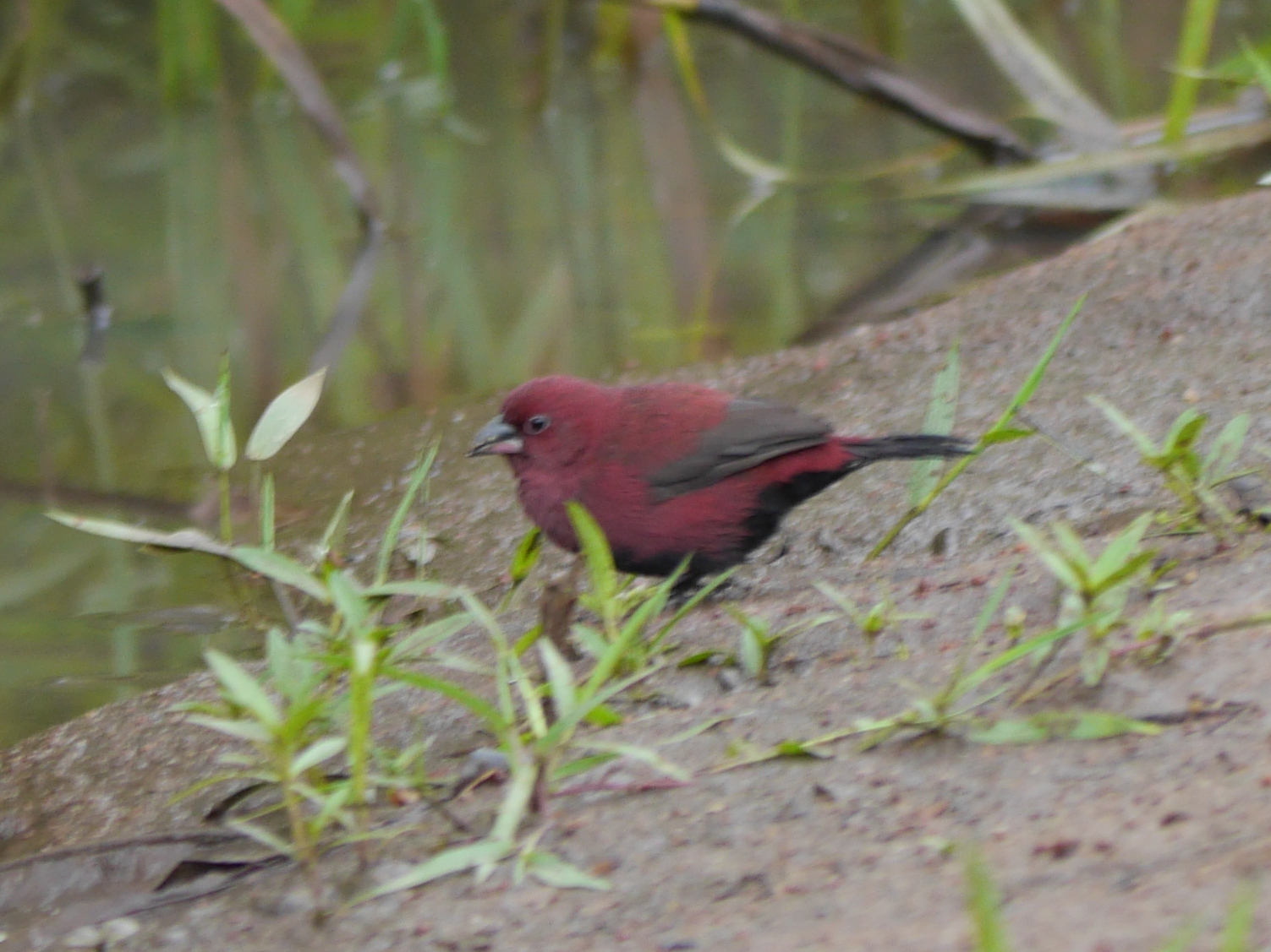 Black-bellied Firefinch (Lagonosticta rara), photo 5