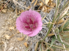 Calochortus striatus