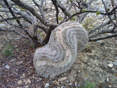 Mammillaria chionocephala