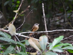 Muscicapa ferruginea