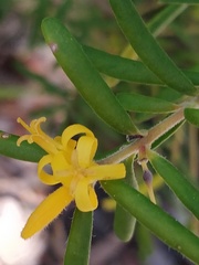 Persoonia mollis ledifolia