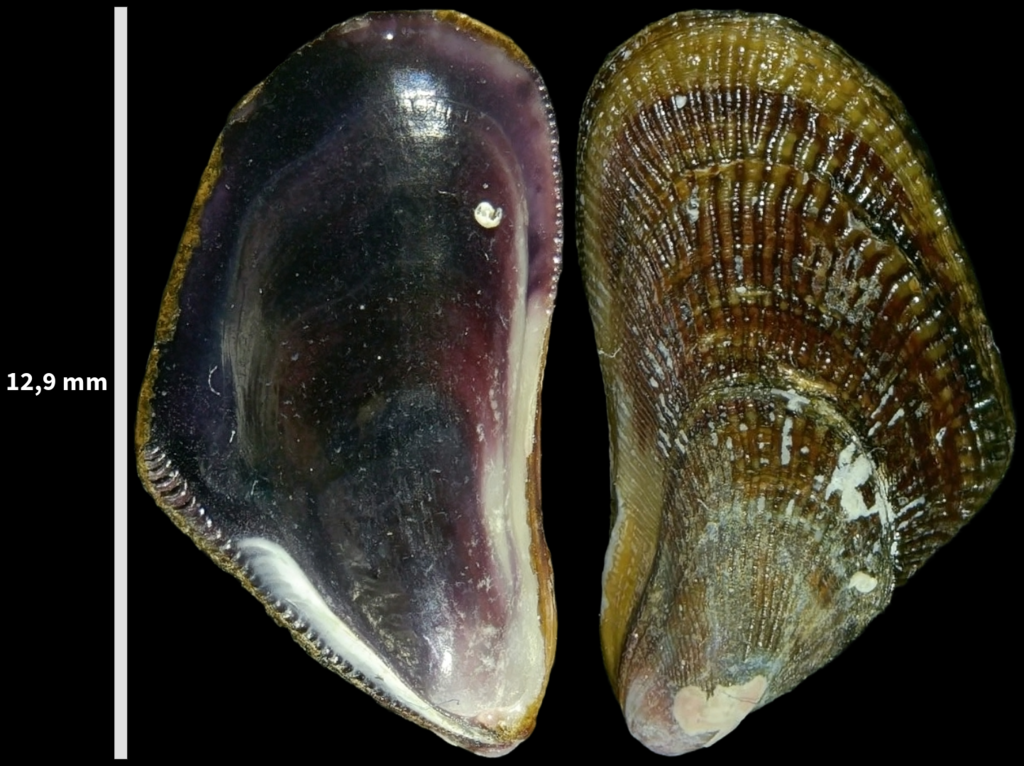 Pharaoh Mussel