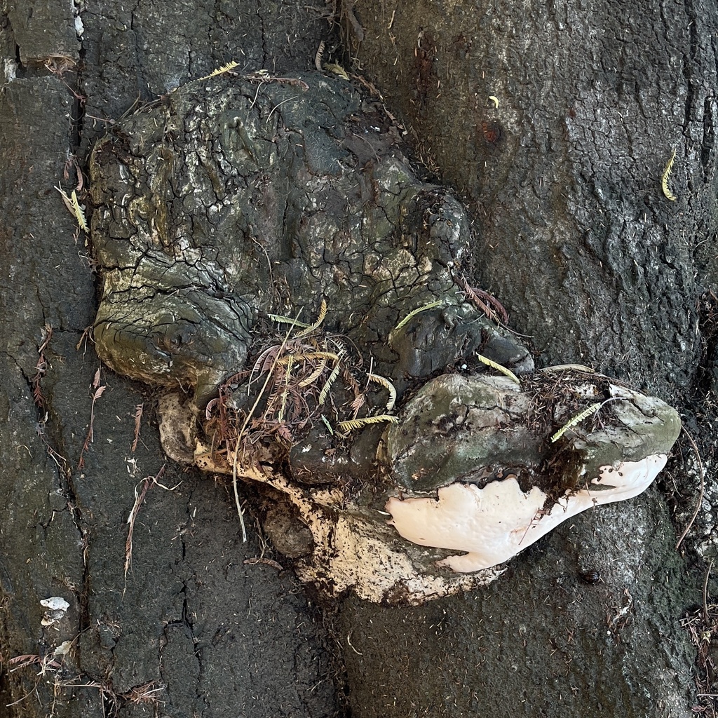Ganoderma australe · April 2025 · photo: © cristianriquelme (iNaturalist, cc-by)