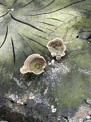 Microporus affinis