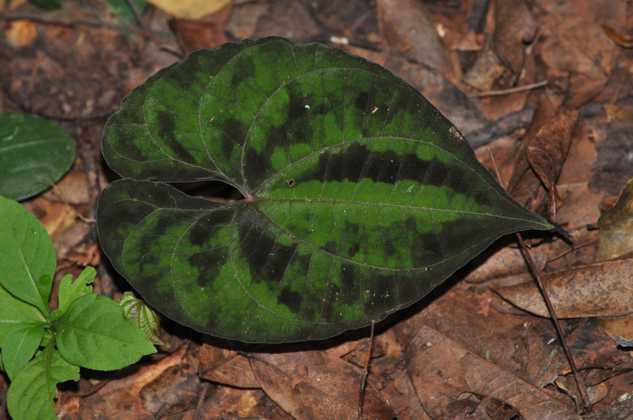 Dioscorea dodecaneura