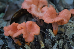 Cantharellus coccolobae