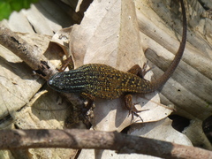 Eutropis rugifera