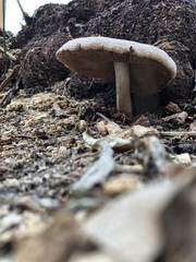Neolentinus