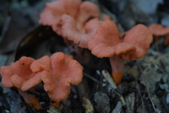 Cantharellus coccolobae